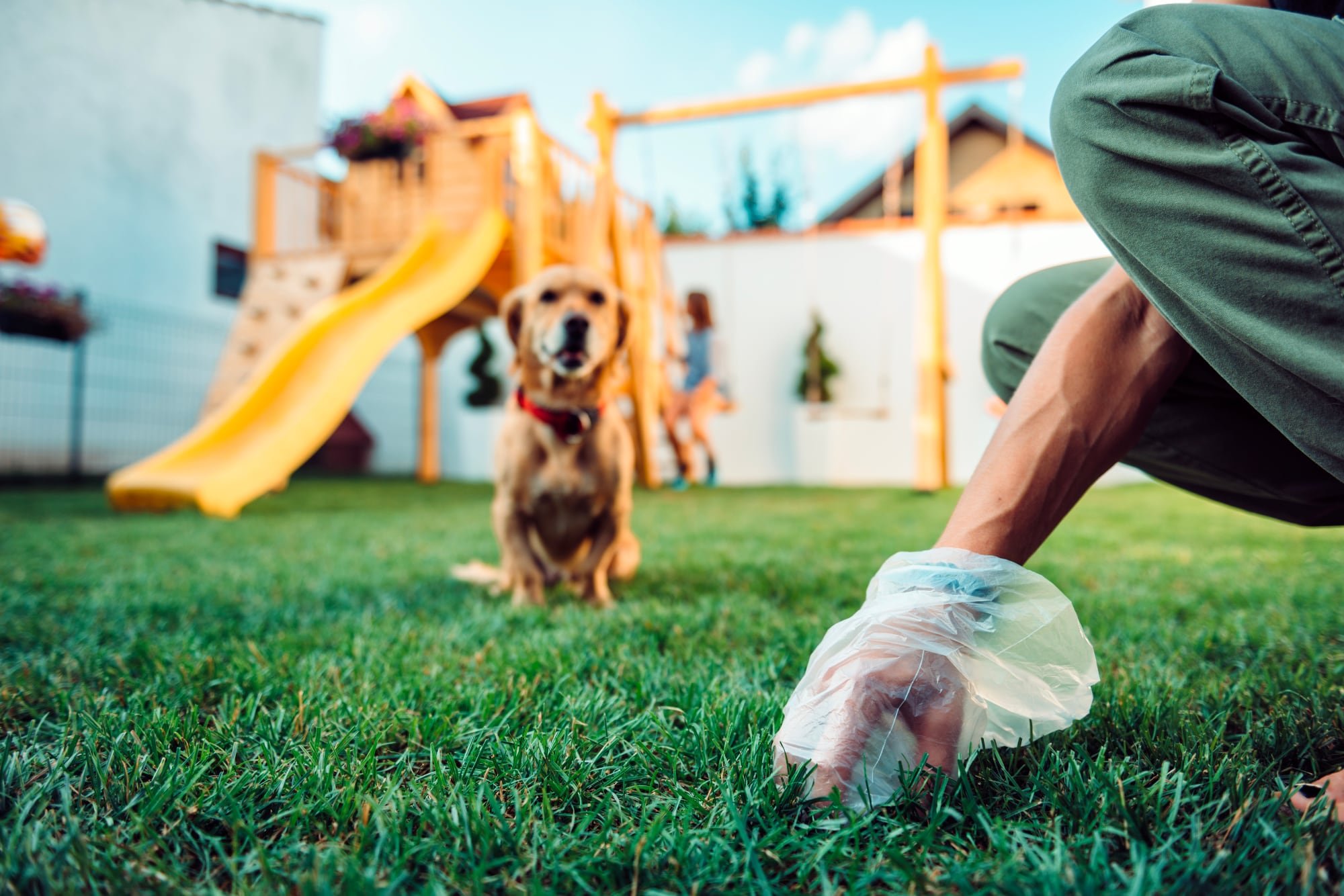 Professional dog waste cleanup service in action