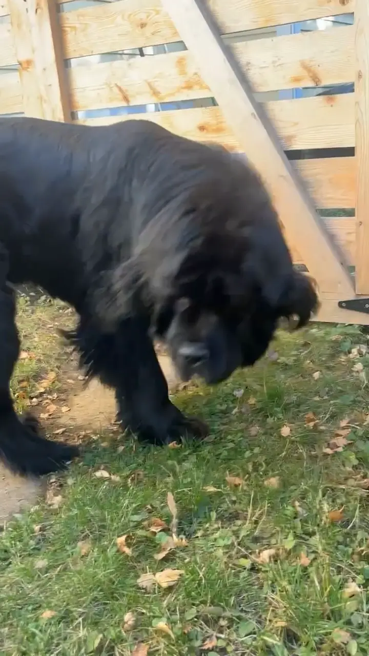 A black dog standing by a closed wooden gate